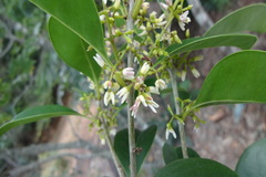 Chionanthus zeylanica